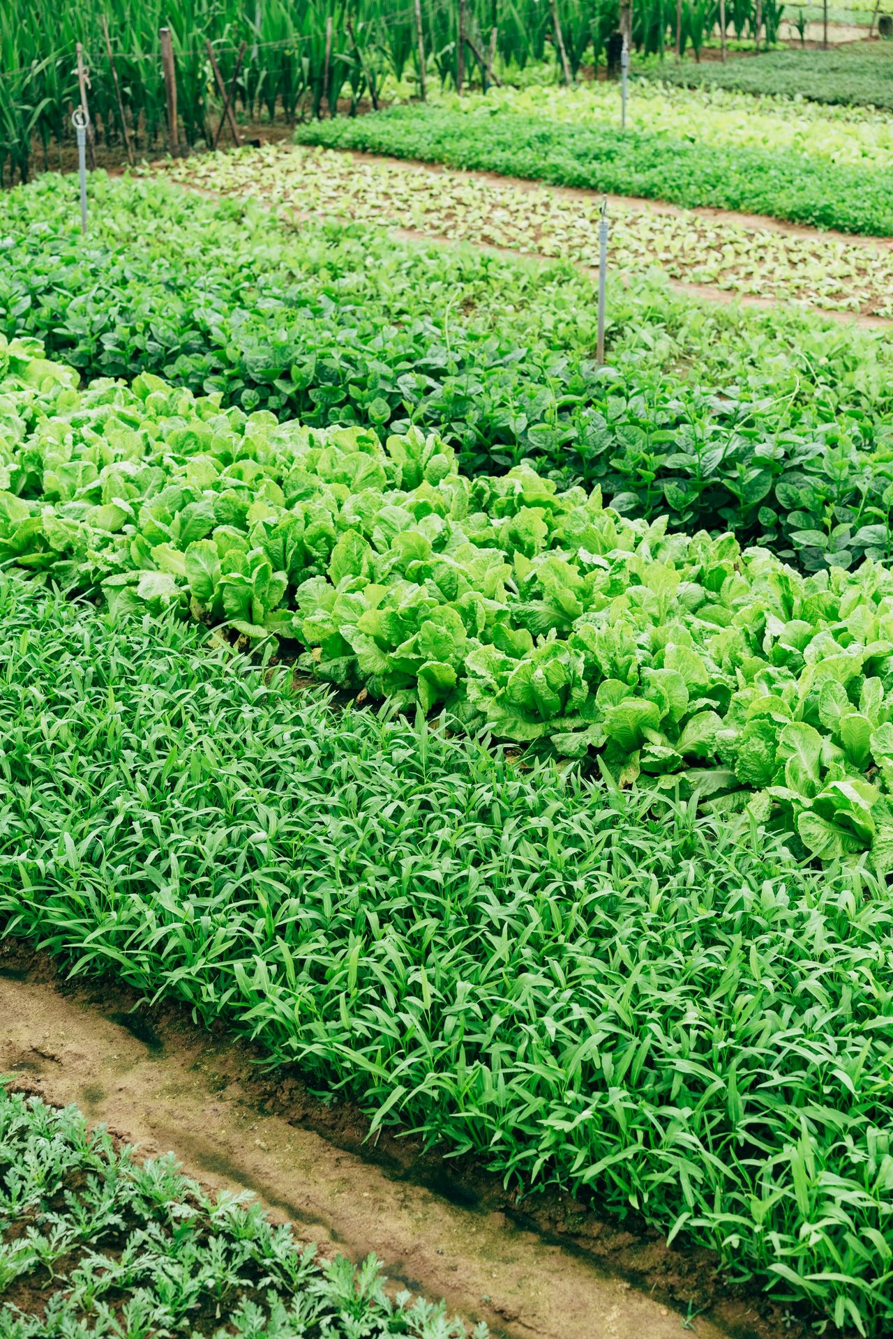 Crop field on a Kenyan farm