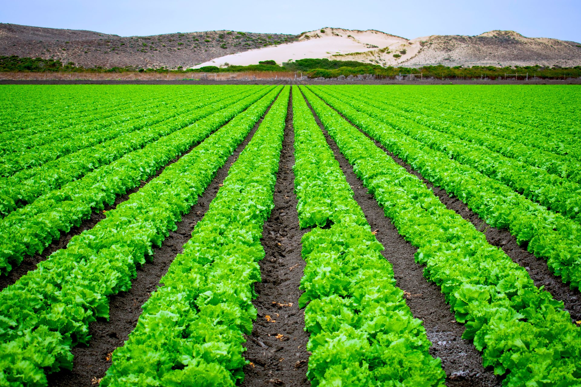 Crop field on a Kenyan farm