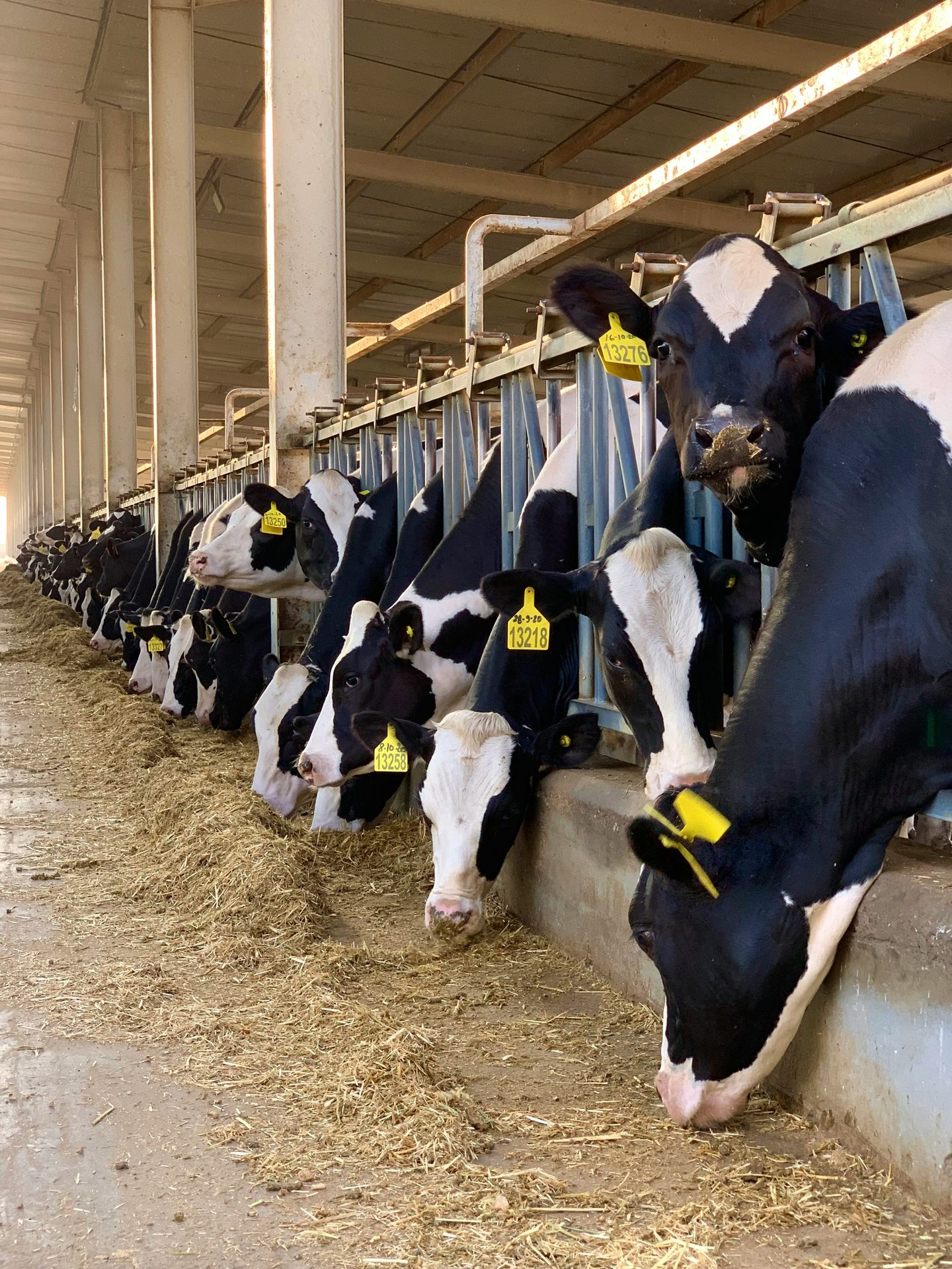 Dairy cattle on a Kenyan farm