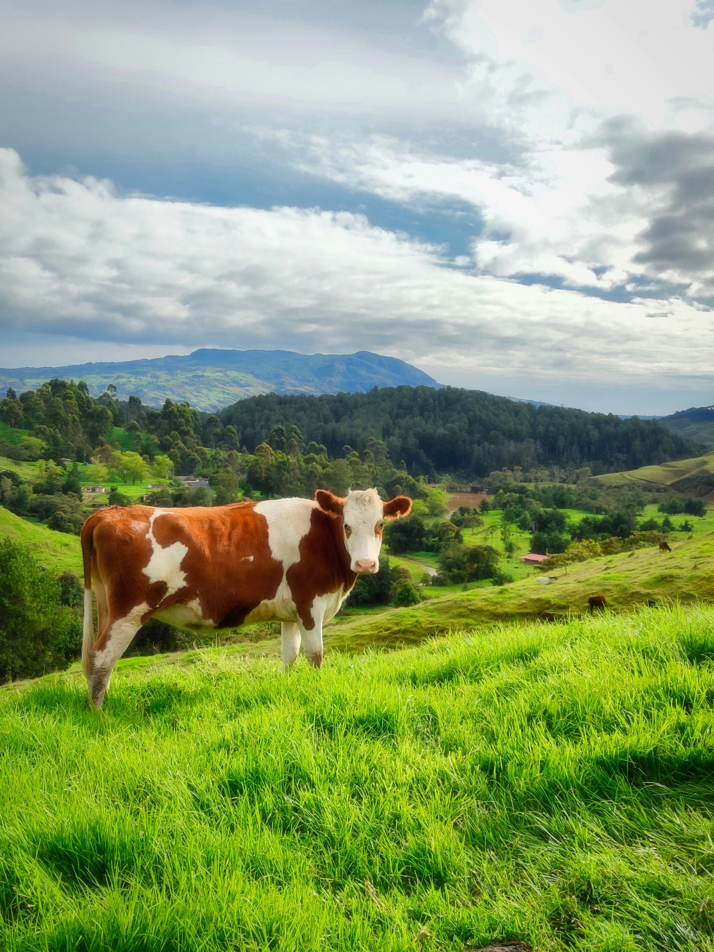 Dairy cattle on a Kenyan farm