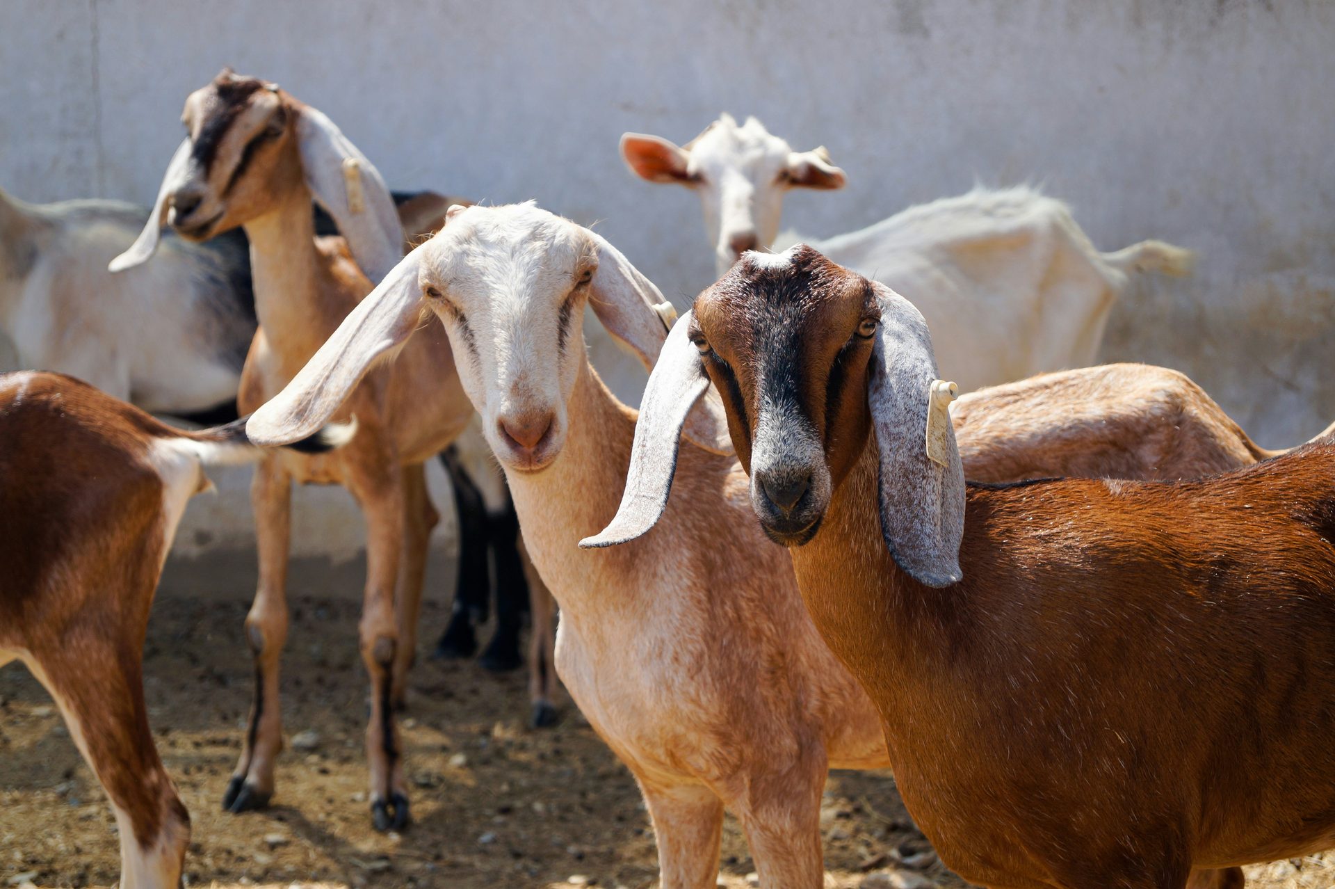 Dairy goats on a Kenyan farm