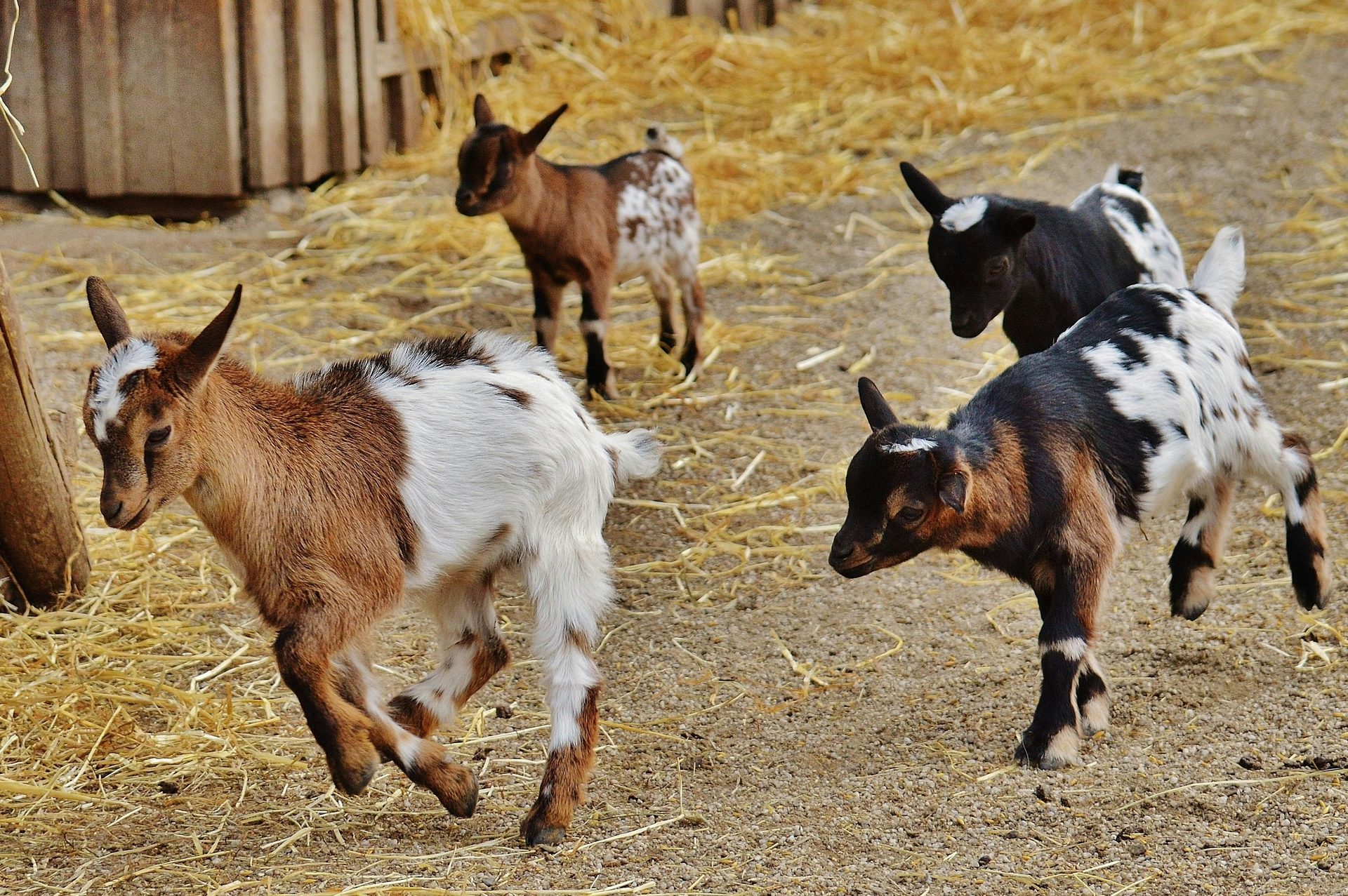 Dairy goats on a Kenyan farm