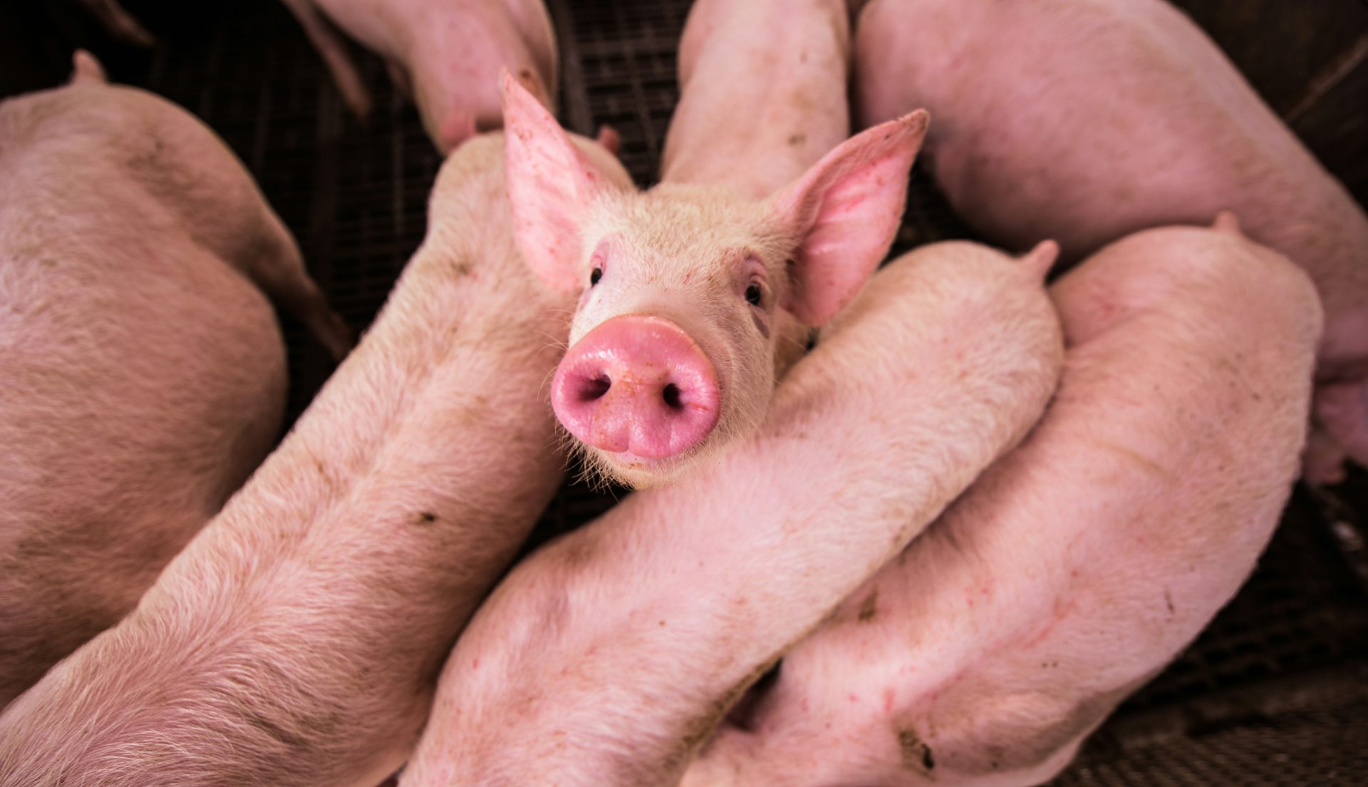 Pig farming in Kenya