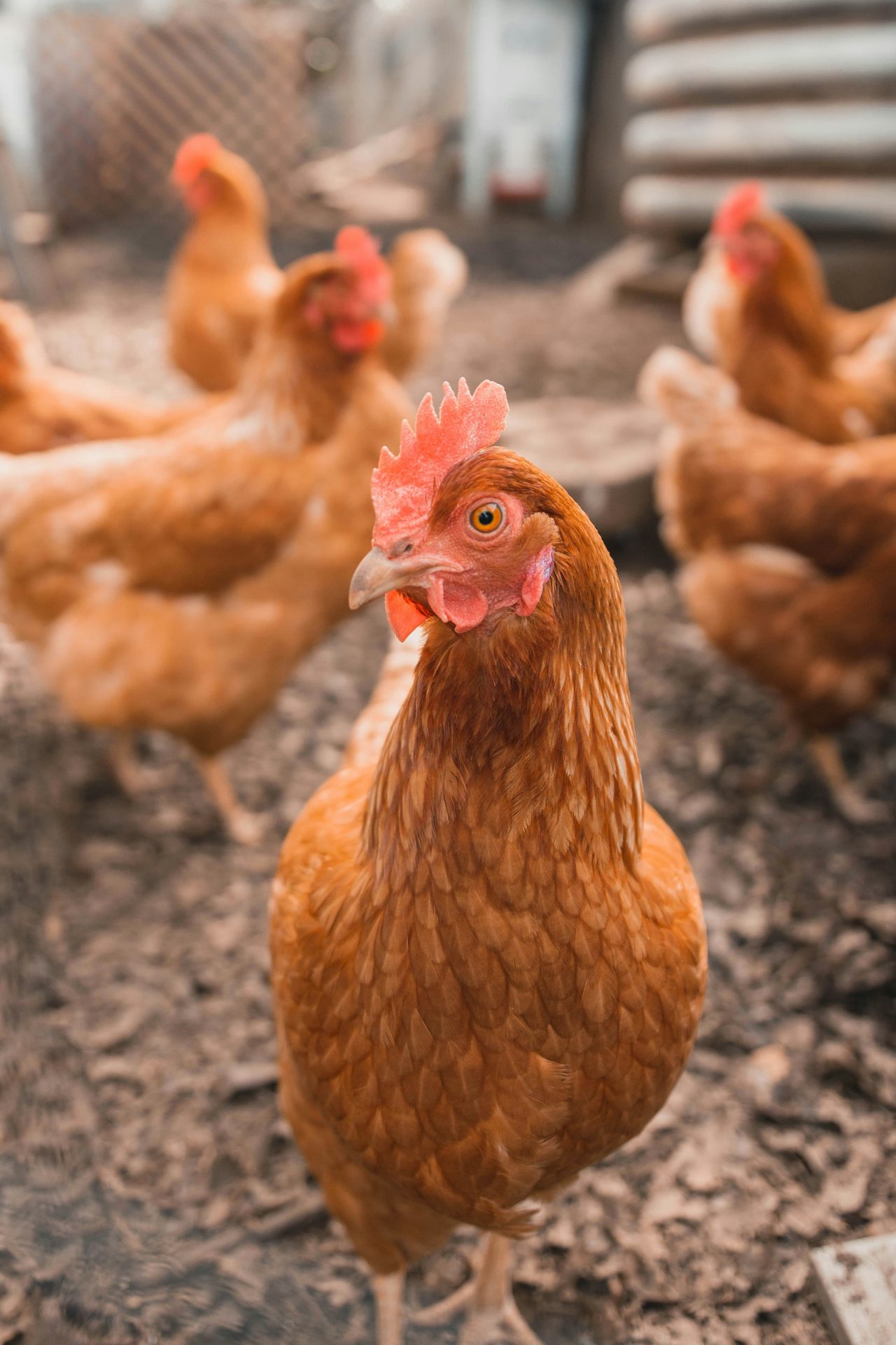 Poultry farming in Kenya
