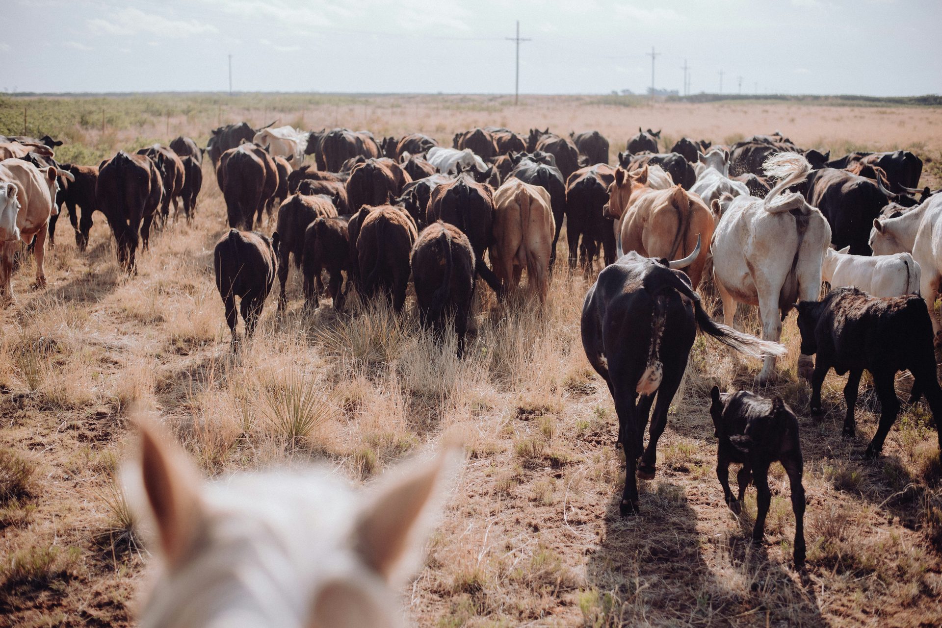 Open field grazing livestock in Kenya