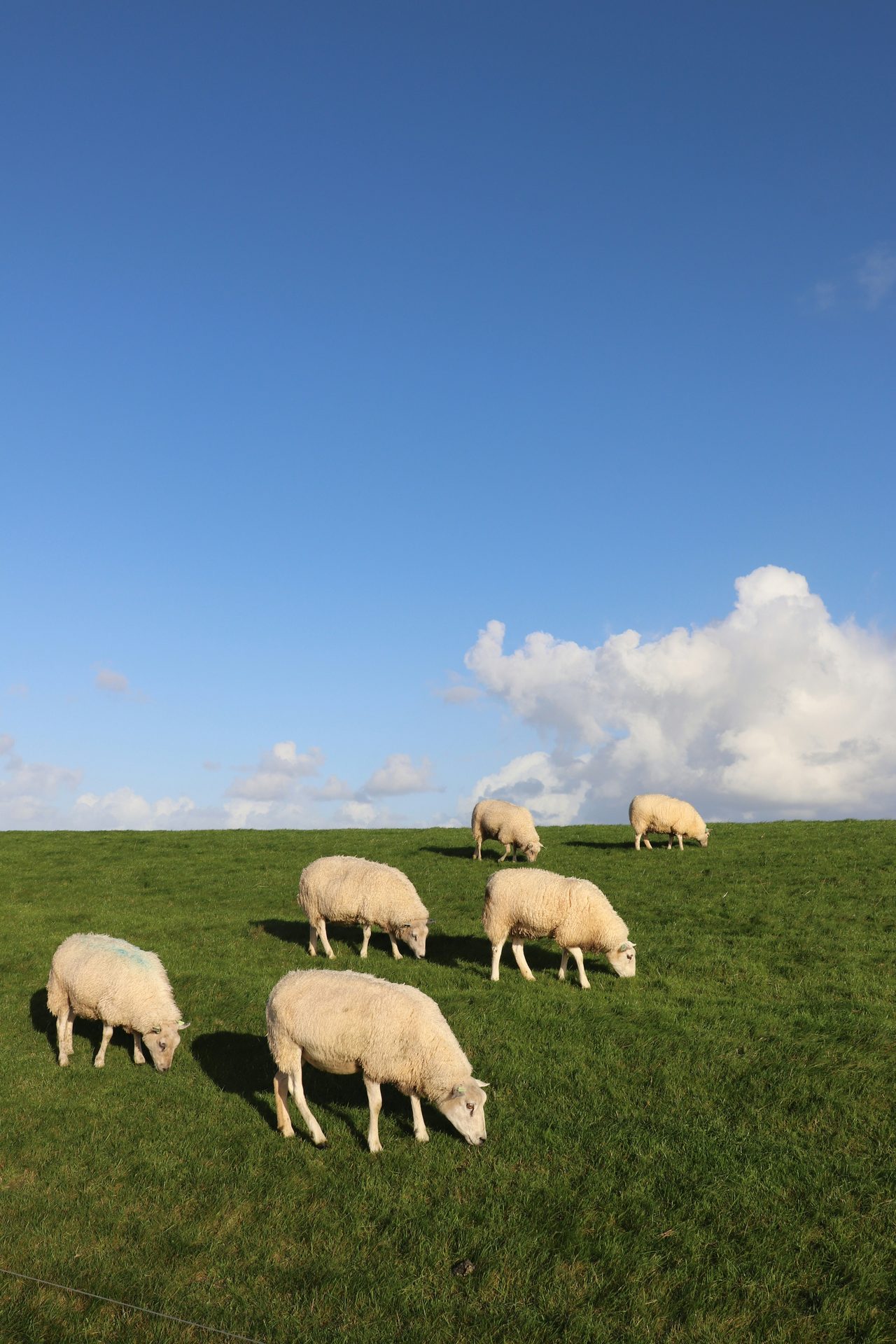 Open field grazing livestock in Kenya